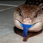 Blue tongue skink